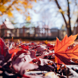 Falling for Camden – Autumn at CAMDEN Playground