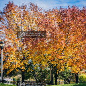 Fall trees in downtown Janesville