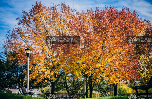Fall trees in downtown Janesville