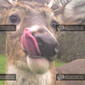 Close-up of a whitetail deer with its tongue sticking out, captured just inches from the camera in a playful and humorous wildlife moment.
