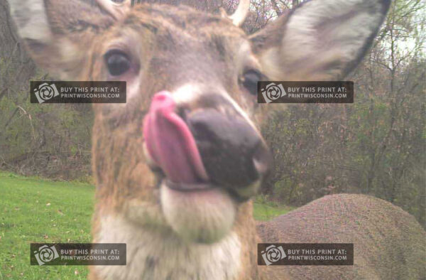 Close-up of a whitetail deer with its tongue sticking out, captured just inches from the camera in a playful and humorous wildlife moment.