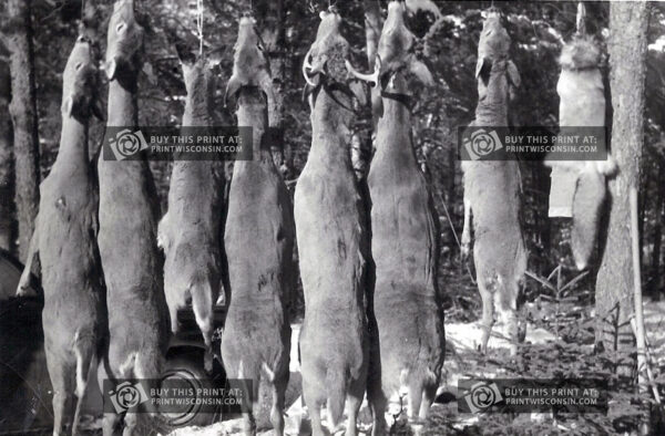Vintage Wisconsin Hunting Camp Print – 1950s Deer Scene on Plexiglass