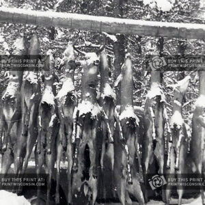Frozen Trophies – Snowfall at Camp, circa 1950