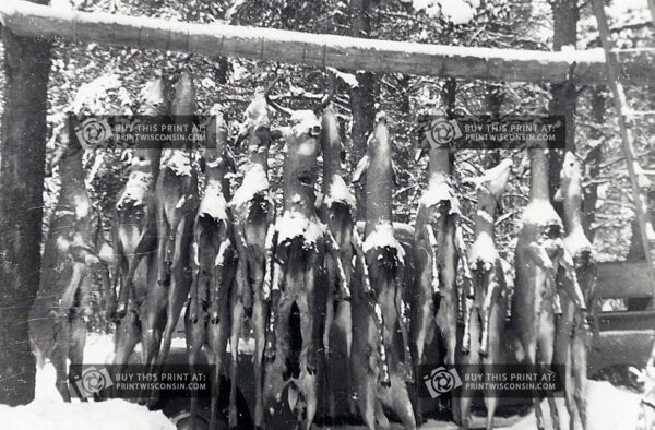 Frozen Trophies – Snowfall at Camp, circa 1950